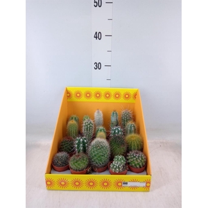 Cactus   ...mix 18