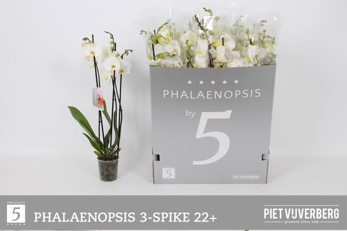 <h4>PHAL OV WIT</h4>