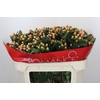 Hypericum Mellow Romance Spray
