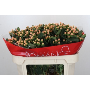 Hypericum Mellow Romance Spray