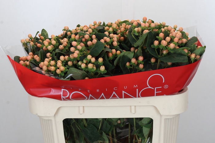Hypericum Mellow Romance Spray