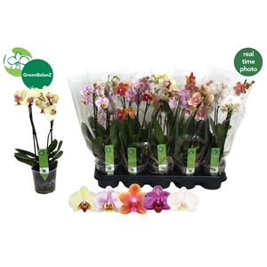 PHAL GEM 5 KL