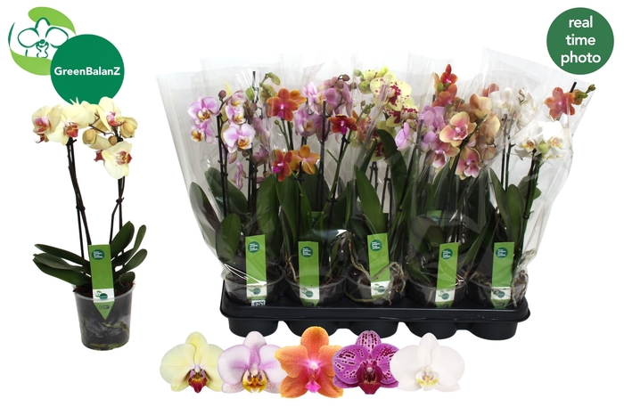 <h4>PHAL GEM 5 KL</h4>