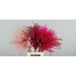 DF Miscanthus 70cm Valentine Mix