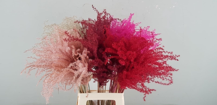 <h4>DF Miscanthus 70cm Valentine Mix</h4>