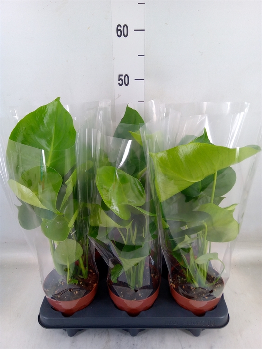 <h4>Monstera   ...</h4>