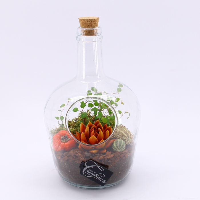 <h4>HFCR-2412 Herfst fruit creatie terrarium</h4>