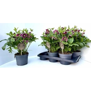 Helleborus orientalis Viv Victoria 17Ø 40cm 10fl