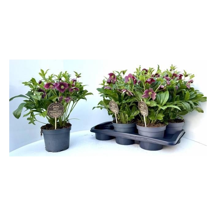 <h4>Helleborus orientalis Viv Victoria 17Ø 40cm 10fl</h4>