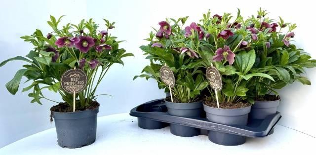Helleborus orientalis Viv Victoria 17Ø 40cm 10fl