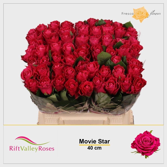 <h4>Rosa large movie star</h4>