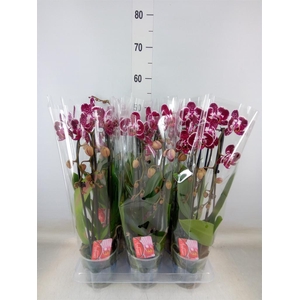 Phalaenopsis  'Elegant Cascade'