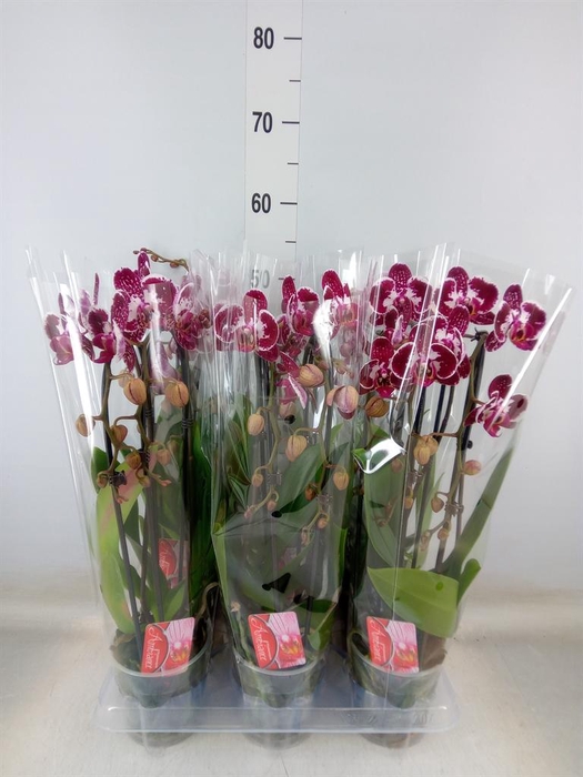<h4>Phalaenopsis  'Elegant Cascade'</h4>