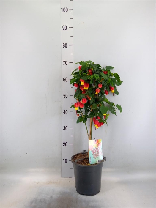 <h4>Abutilon   ...</h4>