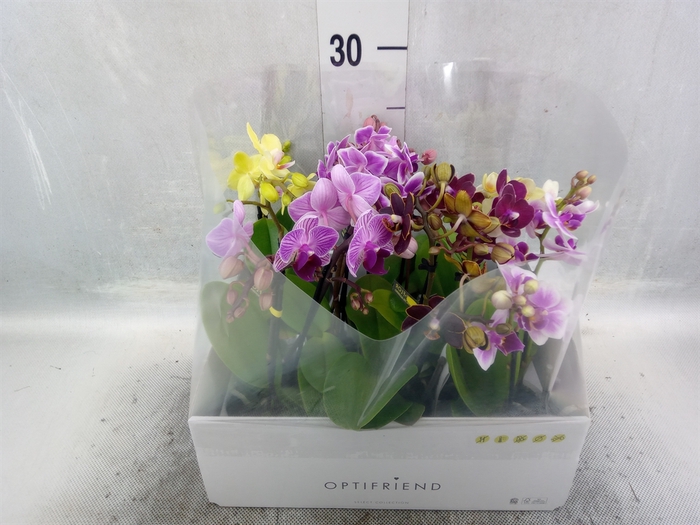 <h4>Phalaenopsis multi.   ...mix  5</h4>