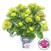 Hydrangea macrophylla overig