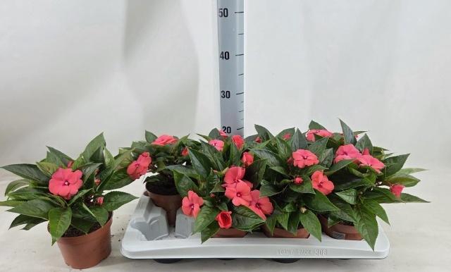 <h4>IMPAT CELE PINK</h4>