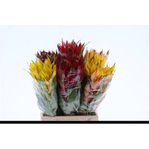 BROMELIABLOEM