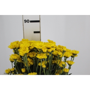CRISANTEMO SANTINI REJUMBO 080 CM