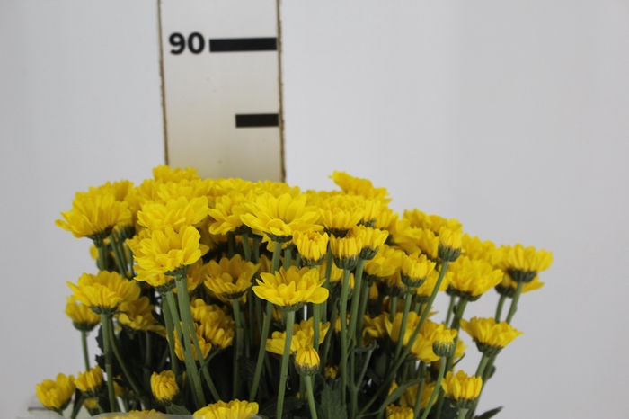 <h4>CRISANTEMO SANTINI REJUMBO 080 CM</h4>