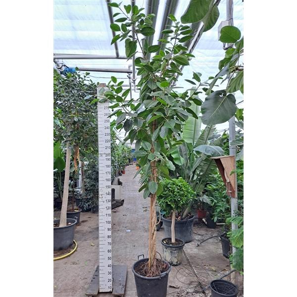 <h4>Ficus Altissima gedraaide stam 400</h4>