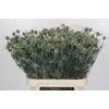 Eryngium Silver Dynamite