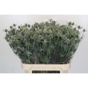 Eryngium Silver Dynamite