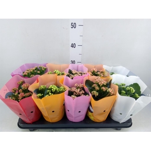 Kalanchoe blos. 'Perfecta'  ..mix 5