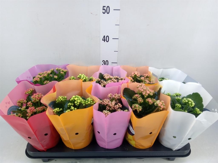 <h4>Kalanchoe blos. 'Perfecta'  ..mix 5</h4>
