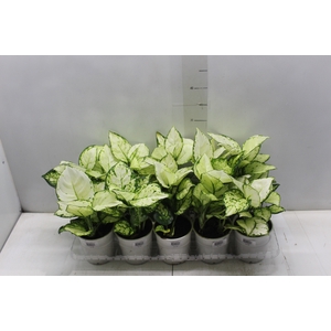 AGLAONEMA WHITE JOY P12