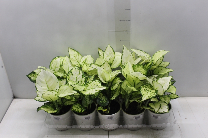 <h4>AGLAONEMA WHITE JOY P12</h4>