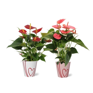 Anthurium red&pink mix in Sweet smartcup