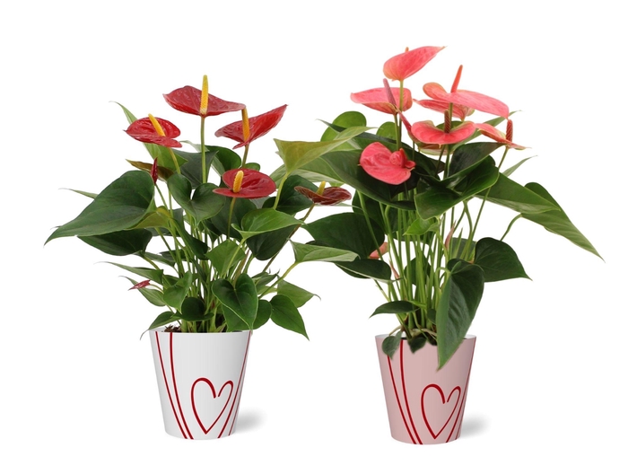 <h4>Anthurium red&pink mix in Sweet smartcup</h4>