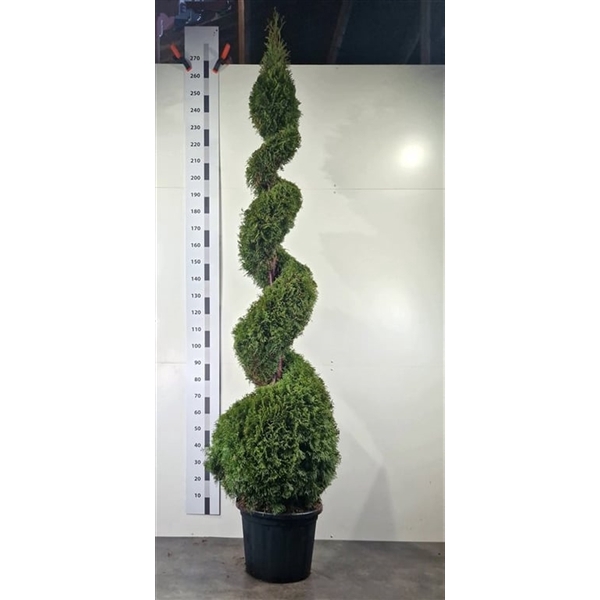 <h4>Thuja occ. 'Smaragd'</h4>