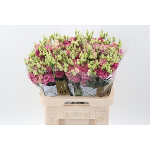 Eus G Alissa Rose Pi