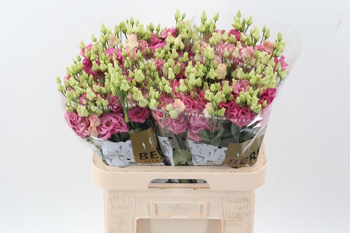 <h4>Eus G Alissa Rose Pi</h4>