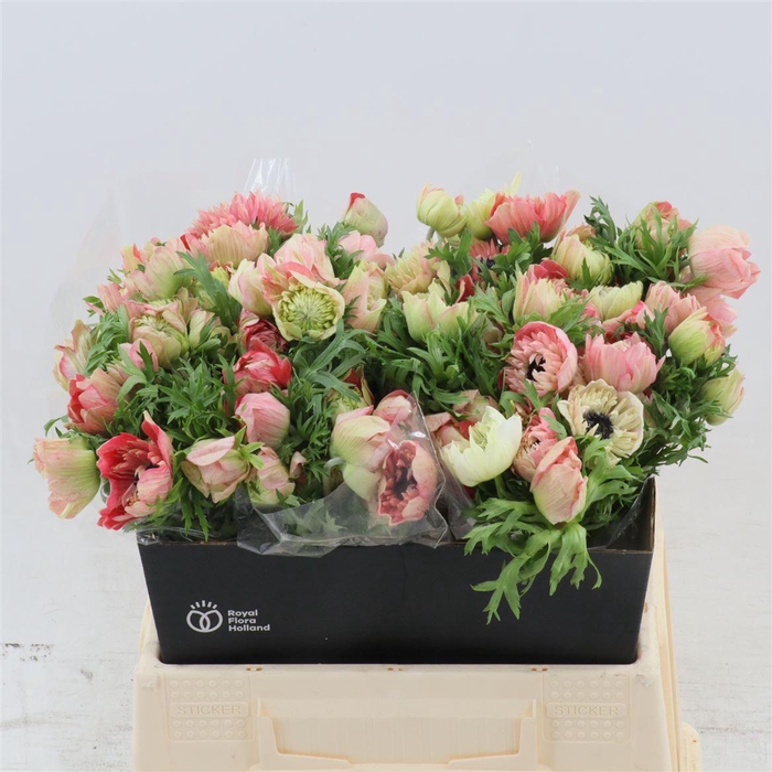 Anemone Fullstar Strawberry