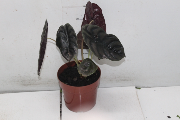 <h4>ALOCASIA CUPREA P17</h4>