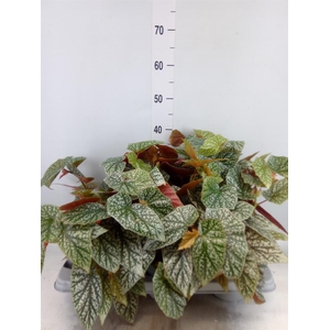 Begonia BD mac. 'Wightii'