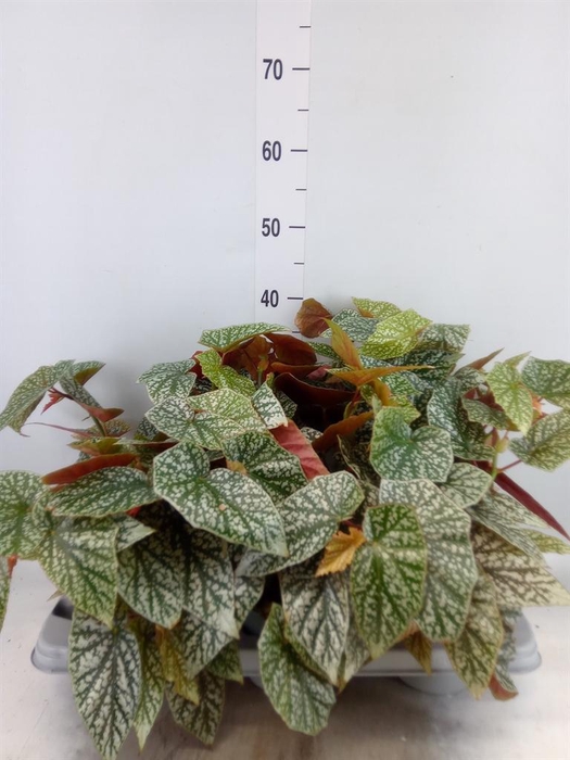 <h4>Begonia BD mac. 'Wightii'</h4>