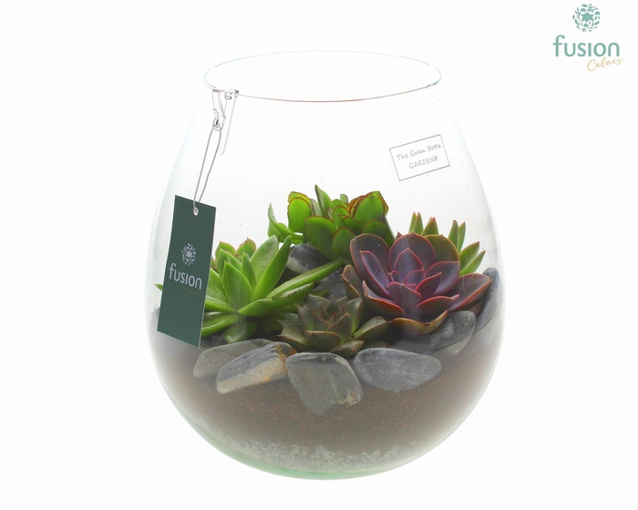 <h4>Green Bottle Abby Large met Succulenten</h4>