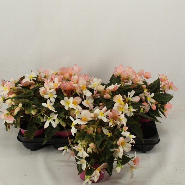 <h4>Begonia Waterfall 'Angel Soft Pink'</h4>