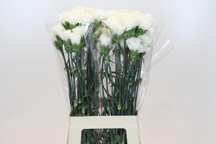 <h4>Dianthus St Moonlight</h4>