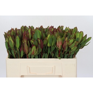 Leucadendron Senorita