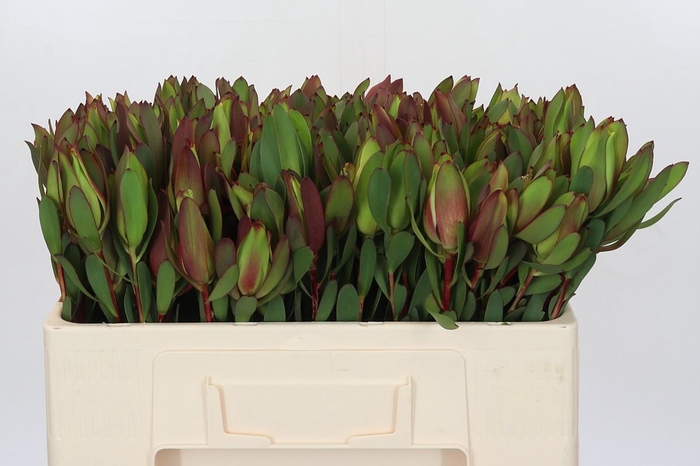 <h4>Leucadendron Senorita</h4>