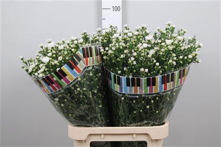 <h4>Ast Casablanca</h4>