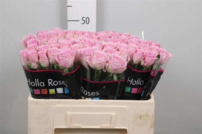 <h4>R Gr Lovely Aqua!</h4>