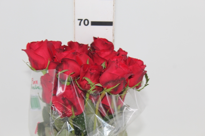 <h4>ROSA FREEDOM 060 CM ESTUFA</h4>