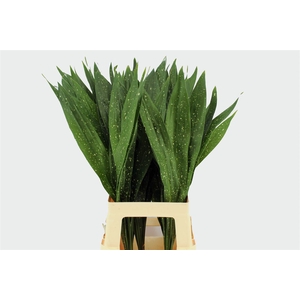 Aspidistra Milky Way 70cm