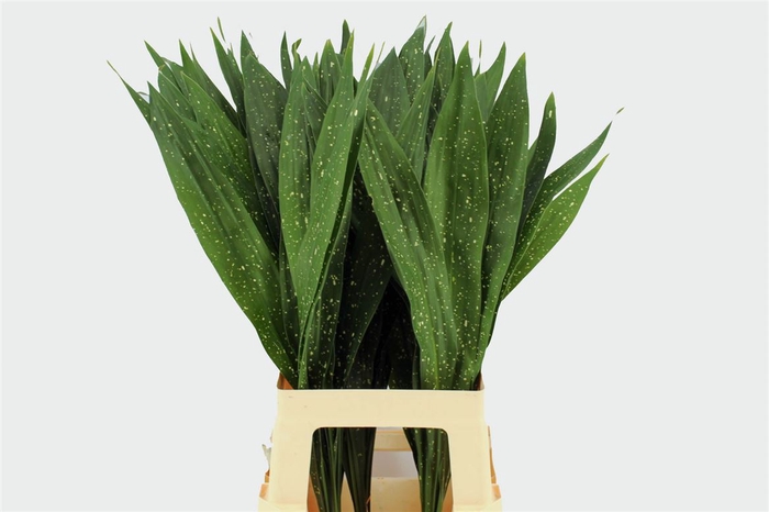 Aspidistra Milky Way 70cm